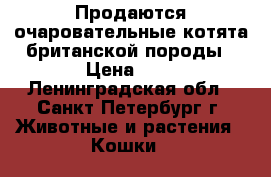 Продаются очаровательные котята британской породы › Цена ­ 8 - Ленинградская обл., Санкт-Петербург г. Животные и растения » Кошки   